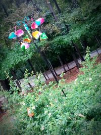 High angle view of multi colored flowering plants by trees