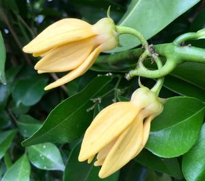 Close-up of yellow flower blooming outdoors