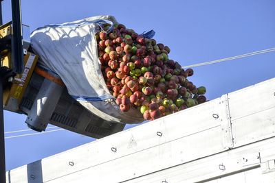 Low angle view of fruits hanging against blue sky