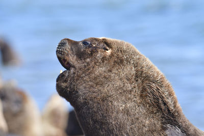 Close-up of sea lion