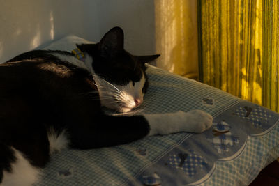 Close-up of a cat relaxing on bed at home