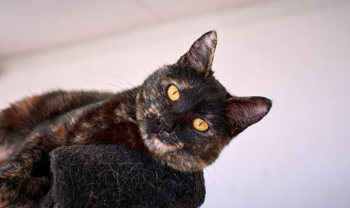 Close-up of cat looking away