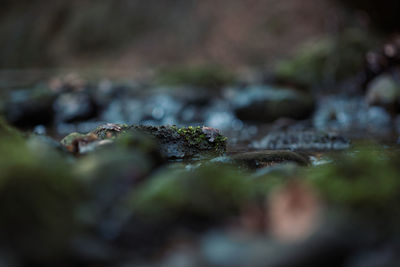 Close up of leaf