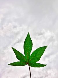 Close-up of green leaves on plant