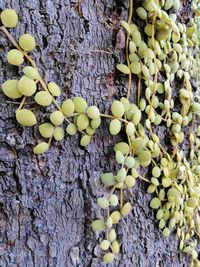 Close-up of grapes growing on tree