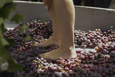 Low section of person by grapes, girls in traditional grape treads, grape tread