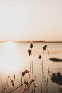 Close-up of stalks against sky during sunset