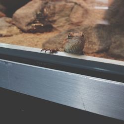 one animal