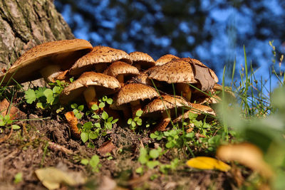 Close-up of mushroom growing by tree trunk