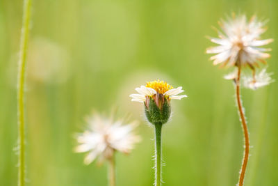 Close-up of bee on yellow flower