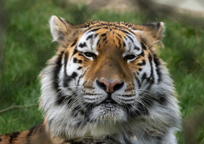 Close-up of tiger