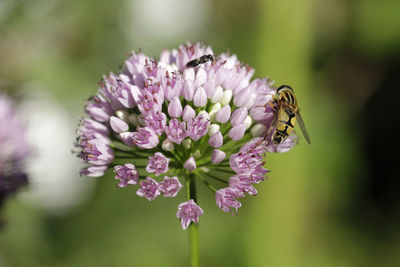 Close-up of bee pollinating on purple flower