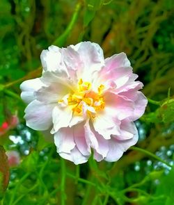 Close-up of flowers blooming outdoors