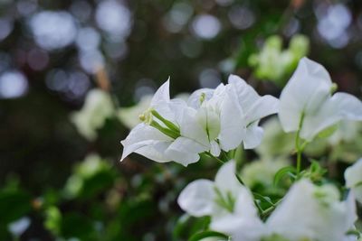 Close-up of white flowering plant