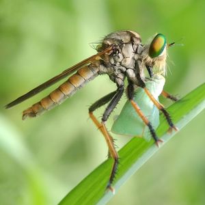 Close-up of insect on plant