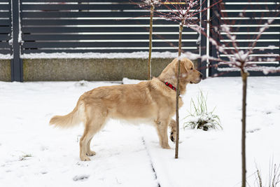 Dogs running on snow