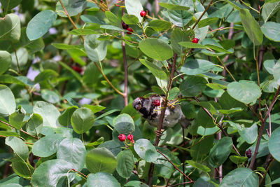 Close-up of butterfly on plant