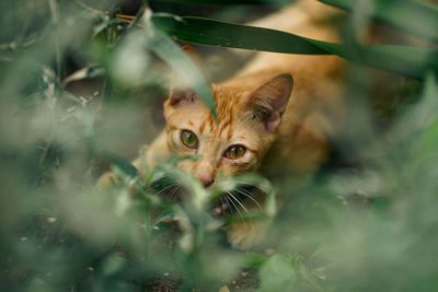 Orange cat in bush looking at camera.