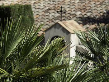 High angle view of palm tree