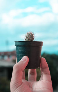 Close-up of hand holding cactus against sky