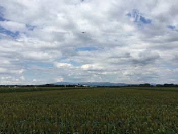 Scenic view of agricultural field against sky