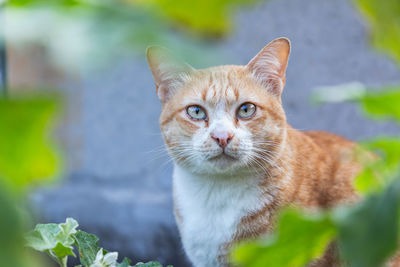 Close-up portrait of a cat