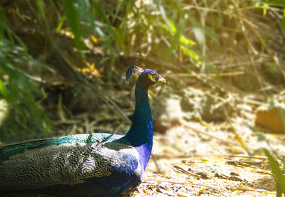 Close-up of a peacock