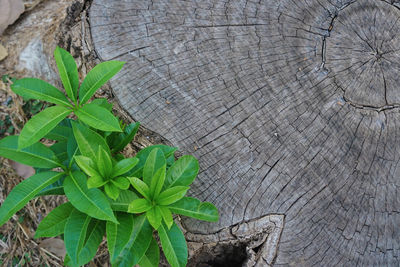 High angle view of tree stump