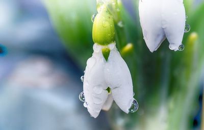 Close-up of raindrops on white flower