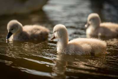 Swans in lake