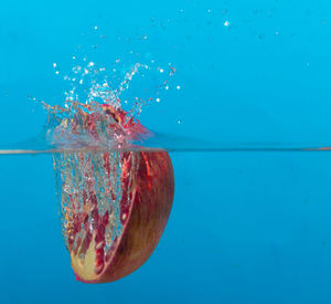 Close-up of jellyfish swimming in water