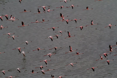 High angle view of birds in lake
