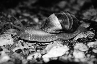 Close-up of snail