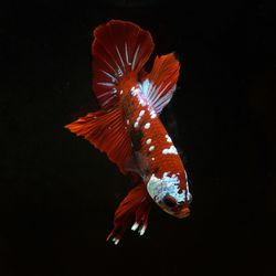 Close-up of fish swimming in sea