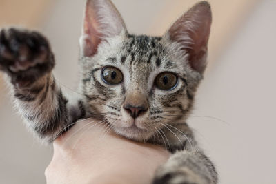 Close-up of kitten on hand