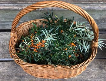 Sea buckthorn. autumn. harvest