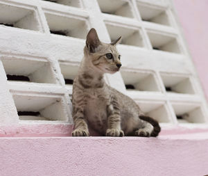 Cat sitting on a looking away