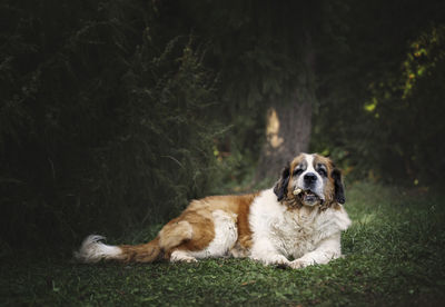 Portrait of dog resting on field