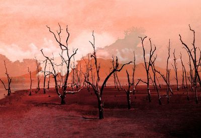 Bare trees on landscape against sky during sunset