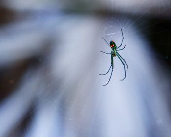 Close-up of spider on web