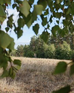 Trees on field against sky