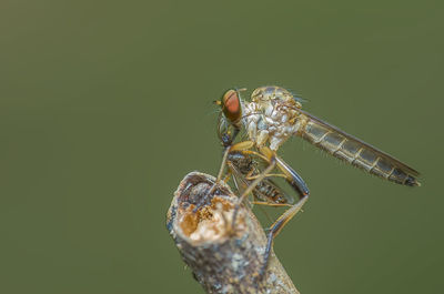 Close-up of fly on leaf