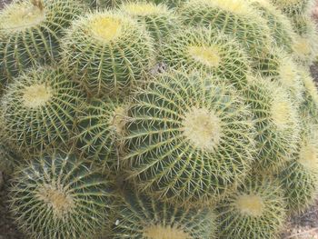 Close-up of barrel cactuses