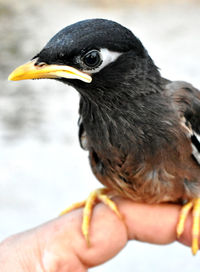 Close-up of hand holding bird