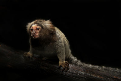 Monkey looking away while sitting on branch against black background