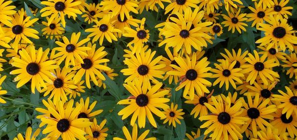 Full frame shot of yellow daisy flowers
