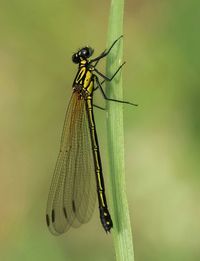 Close-up of dragonfly on leaf