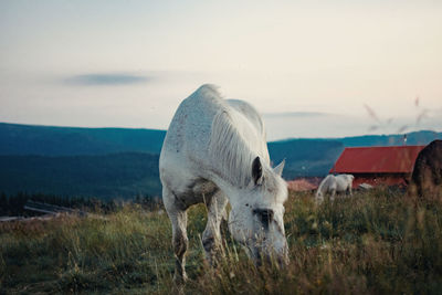 Horse standing in a field during autumn sunset