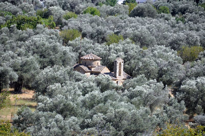 High angle view of chapel amidst olive trees