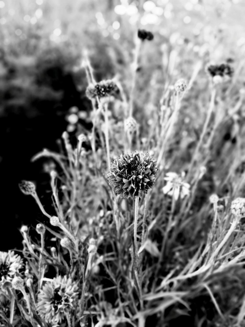 growth, flower, plant, freshness, fragility, close-up, nature, focus on foreground, field, beauty in nature, stem, selective focus, grass, growing, dandelion, uncultivated, flower head, outdoors, day, tranquility, no people, blooming, botany, petal, in bloom, softness